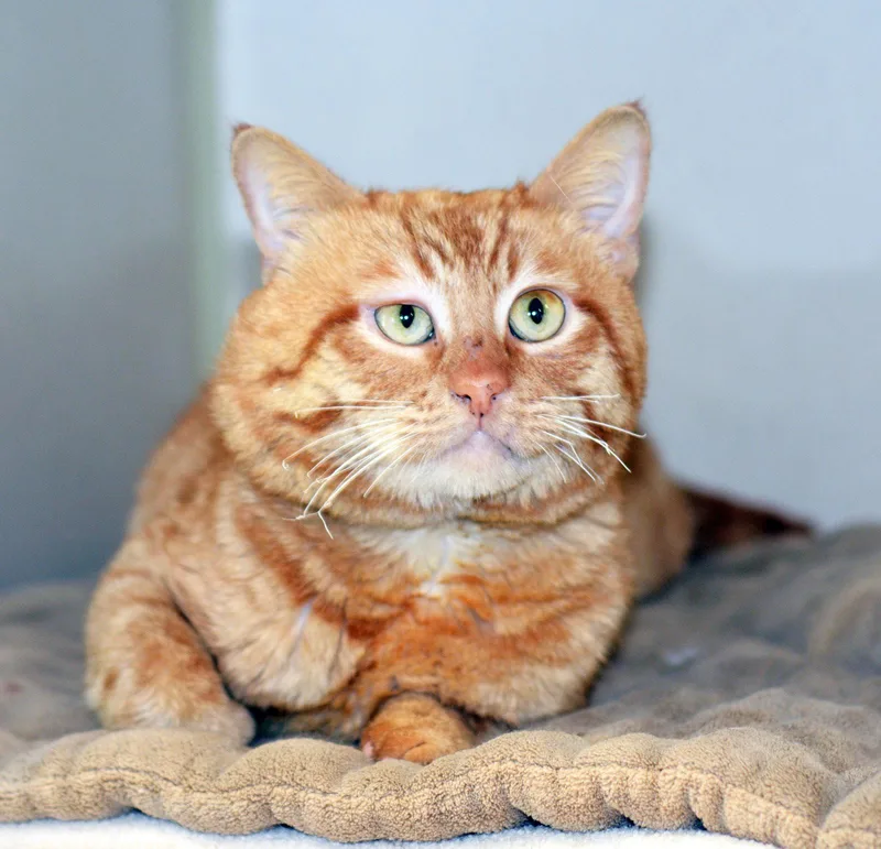 An adult large-sized male Tabby (Orange / Red) Tabby cat named Phoenix for adoption in San Clemente, CA