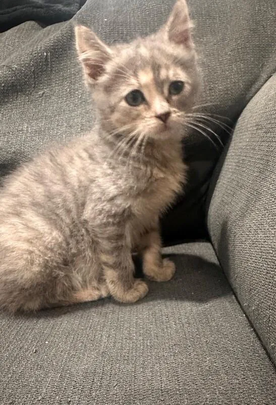 A young medium-sized female Calico Domestic Medium Hair cat named Periwinkle for adoption in North Babylon, NY