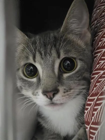 An adult medium-sized female Domestic Short Hair cat named Reed for adoption in Largo, FL