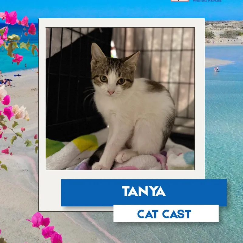 A baby small-sized female White Domestic Short Hair cat named Tanya for adoption in Rochester, MN