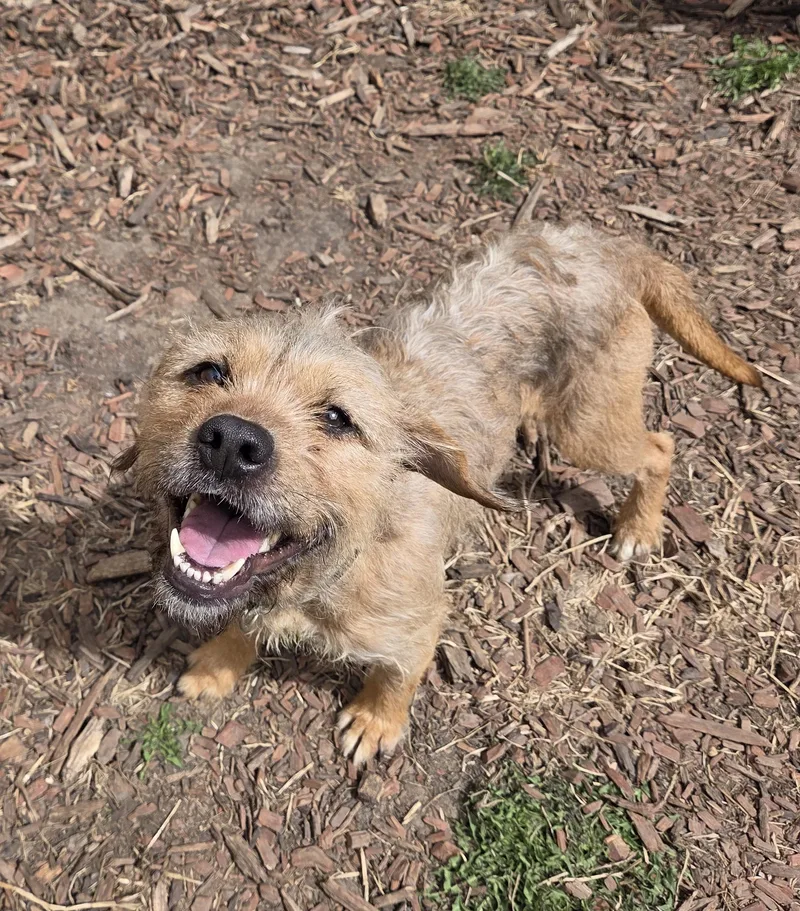 An adult medium-sized female Golden Terrier dog named Prentiss for adoption in Brookings, SD