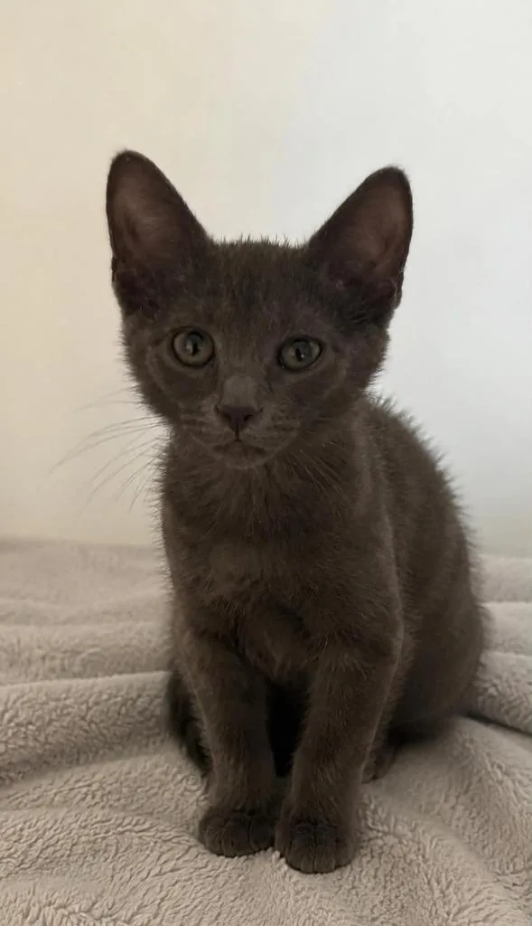 A baby small-sized male Domestic Short Hair cat named Simon for adoption in Columbia, TN