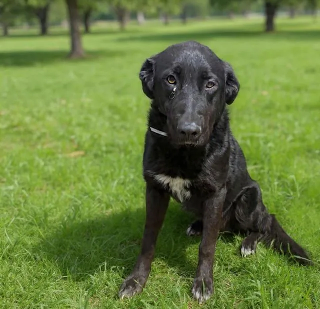 A young extra large-sized male Labrador Retriever dog named Ranger for adoption in Agoura, CA