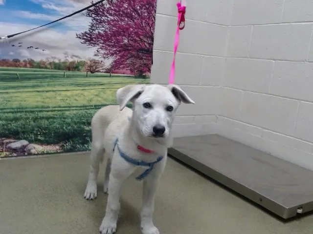 A baby medium-sized female Yellow / Tan / Blond / Fawn Shepherd dog named SAVE ME PLEASE Bitsey for adoption in San Marcos, CA