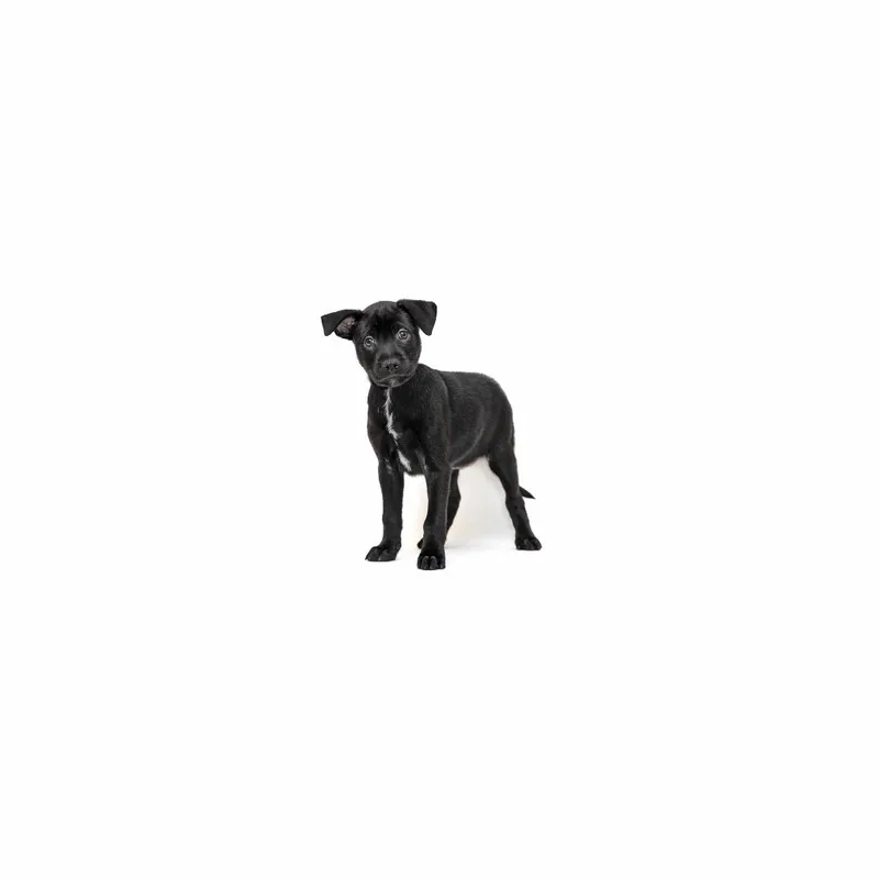 A baby medium-sized male Black Border Collie dog named Dembele for adoption in Playa Vista, CA