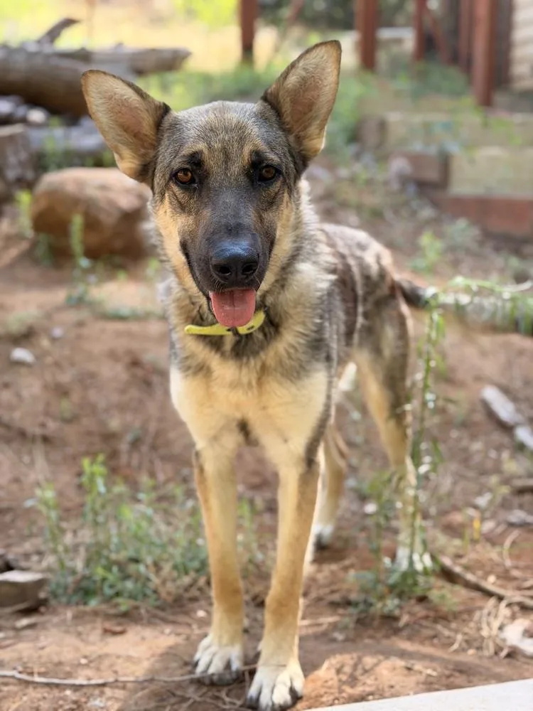 A young large-sized female Brown / Chocolate German Shepherd Dog dog named Mina for adoption in Pleasant Hill, CA