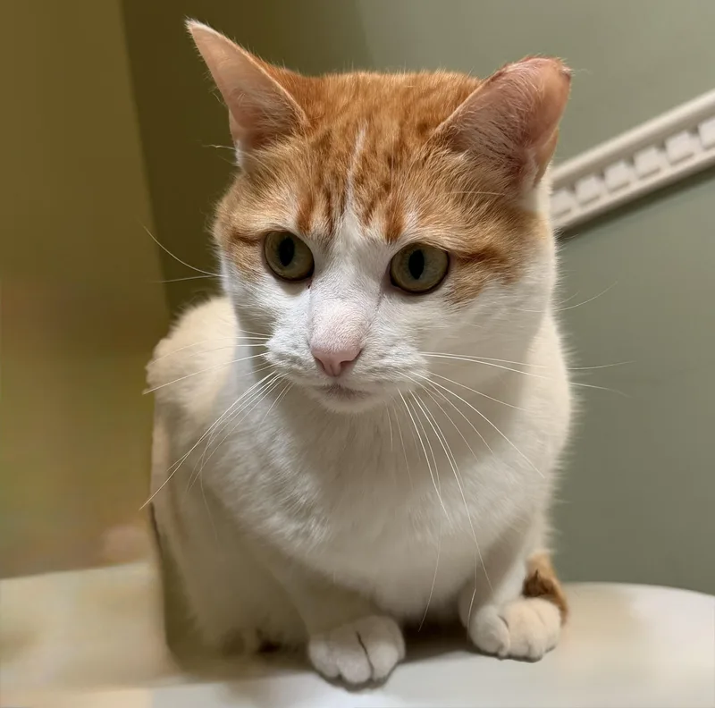 An adult medium-sized female Orange & White Domestic Short Hair cat named Rosie the Riveter for adoption in St. Paul Park, MN