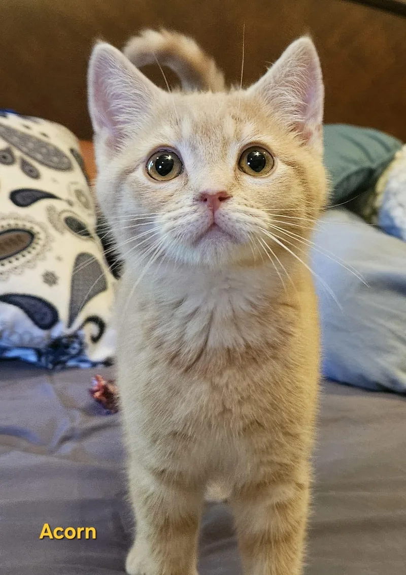 A baby medium-sized male Buff / Tan / Fawn Tabby cat named Acorn for adoption in Richmond, VA