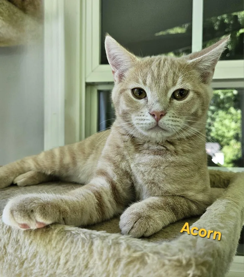 Acorn thumbnail 4