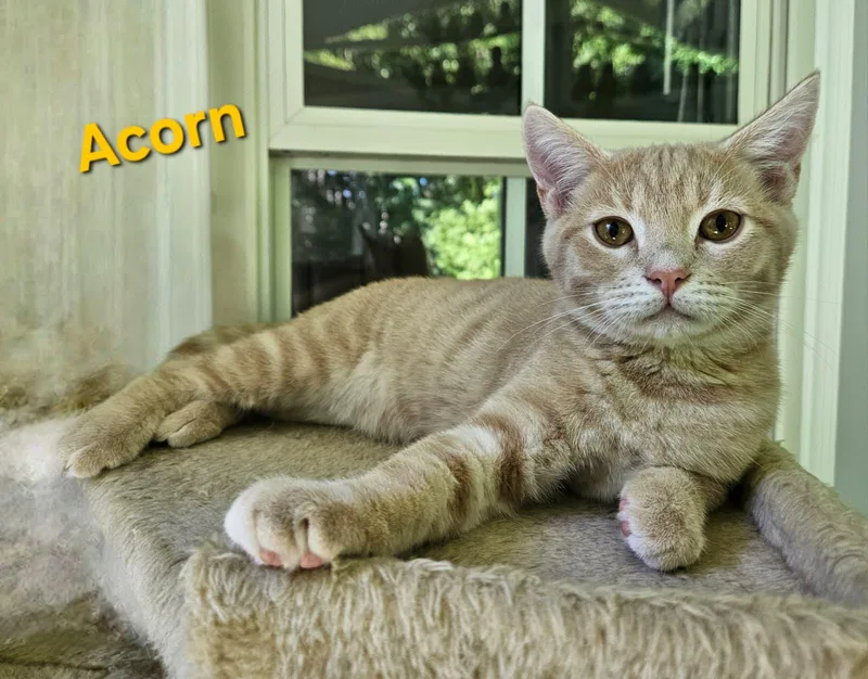 Acorn thumbnail 5