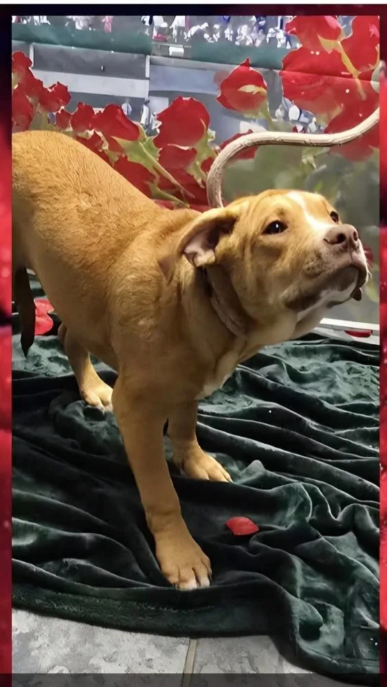 Marion Bullgles :  thumbnail 3