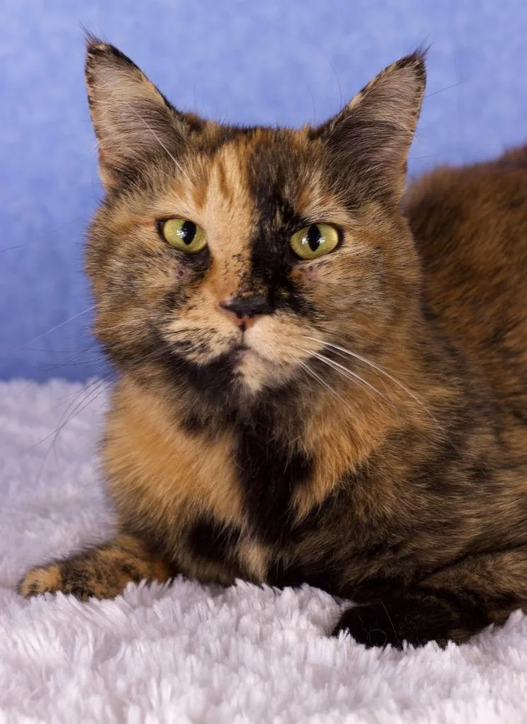 An adult large-sized female Domestic Short Hair cat named Olivia for adoption in Gilbert, AZ