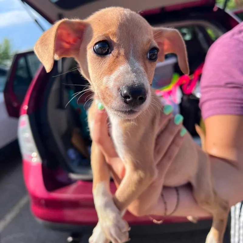 A baby small-sized female White / Cream Chihuahua dog named Sugar for adoption in St. Charles, IL
