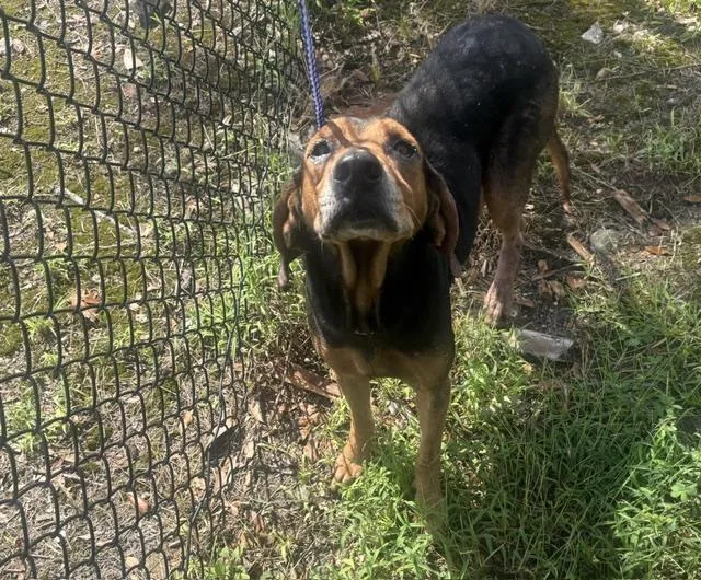 An adult large-sized male Mixed Breed dog named Tucker for adoption in Jacksonville, FL