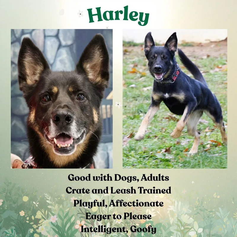 Harley G