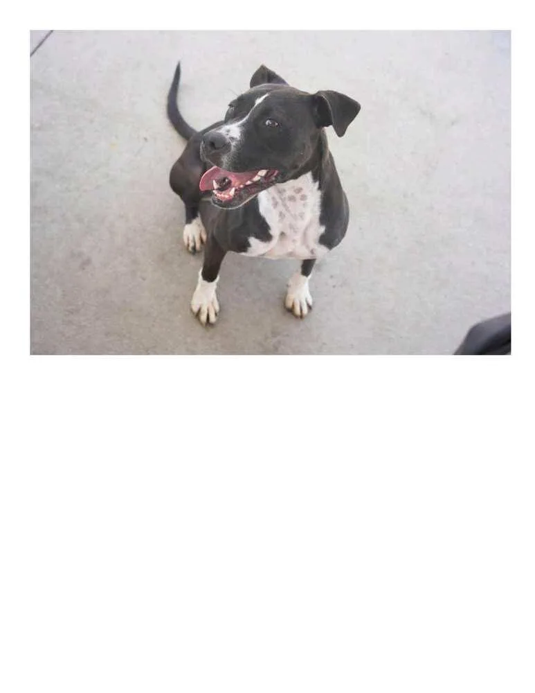 A young medium-sized female Tricolor (Brown, Black, & White) Labrador Retriever dog named Blaze for adoption in Crescent City, FL
