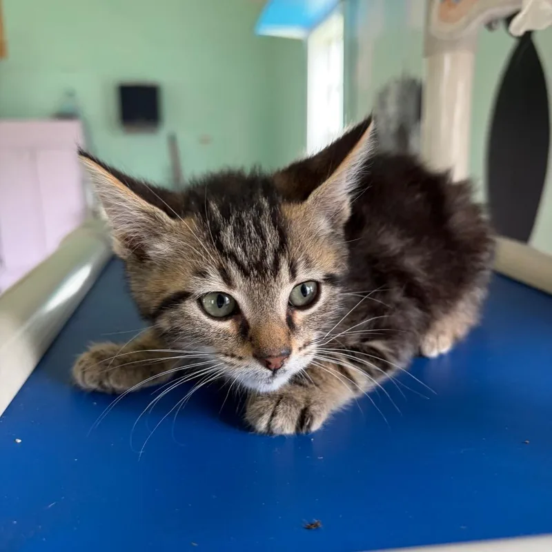 A baby small-sized female Brown / Chocolate Domestic Short Hair cat named Strawberry for adoption in West Point, MS