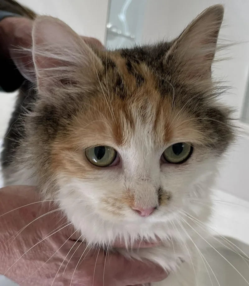 Fria The Fearless Explorer