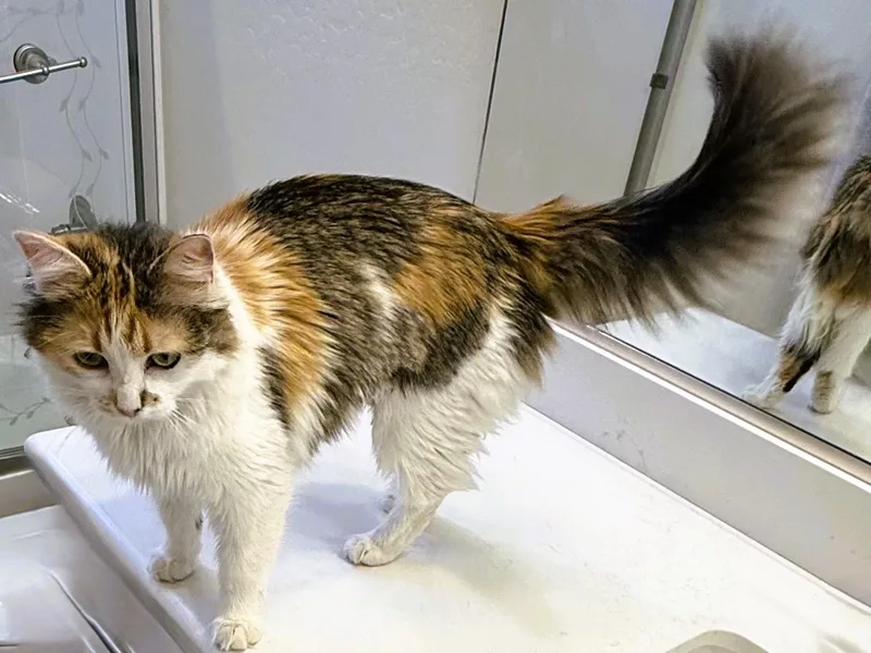 Fria The Fearless Explorer thumbnail 3