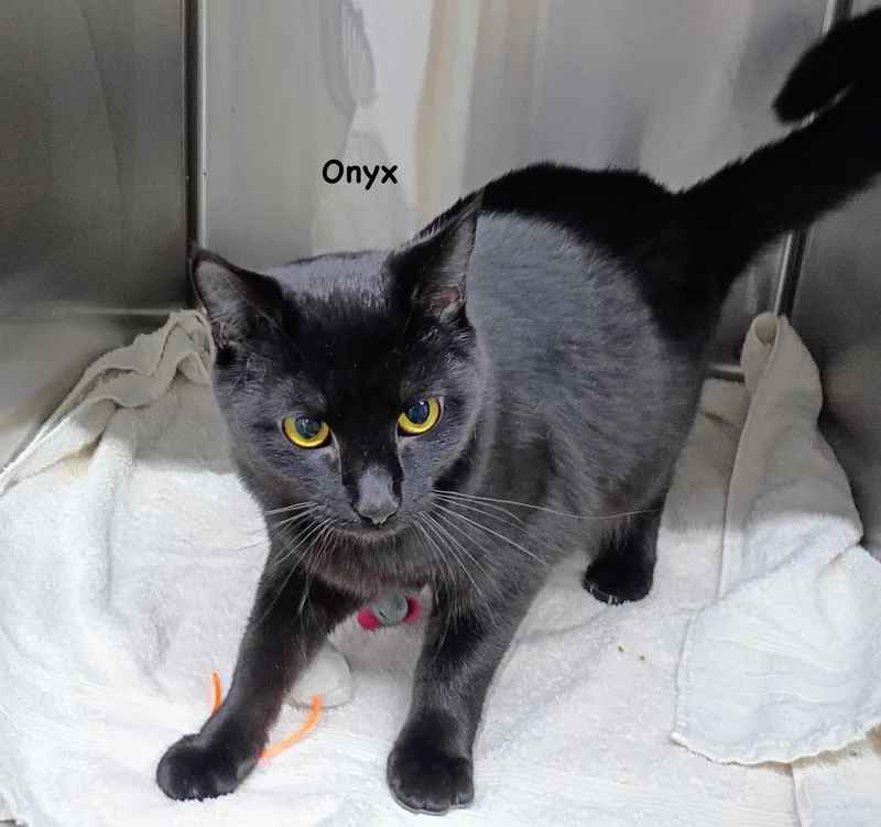 A young medium-sized female Black Domestic Short Hair cat named Onyz for adoption in Morehead, KY