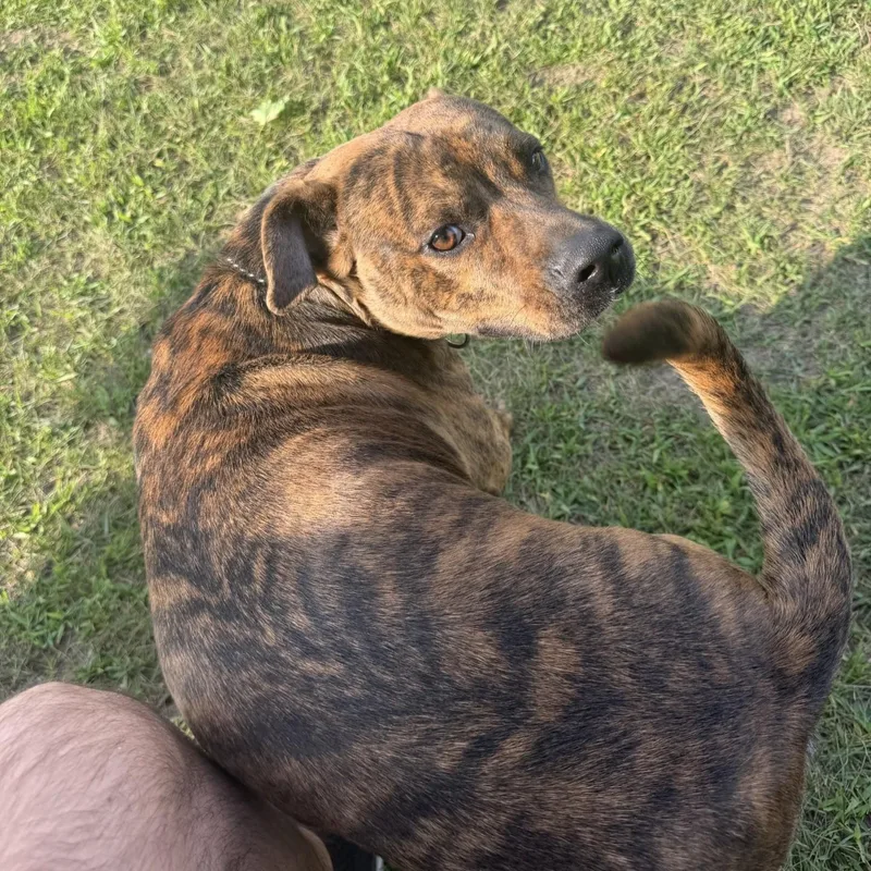 Hank Courtesy Listed