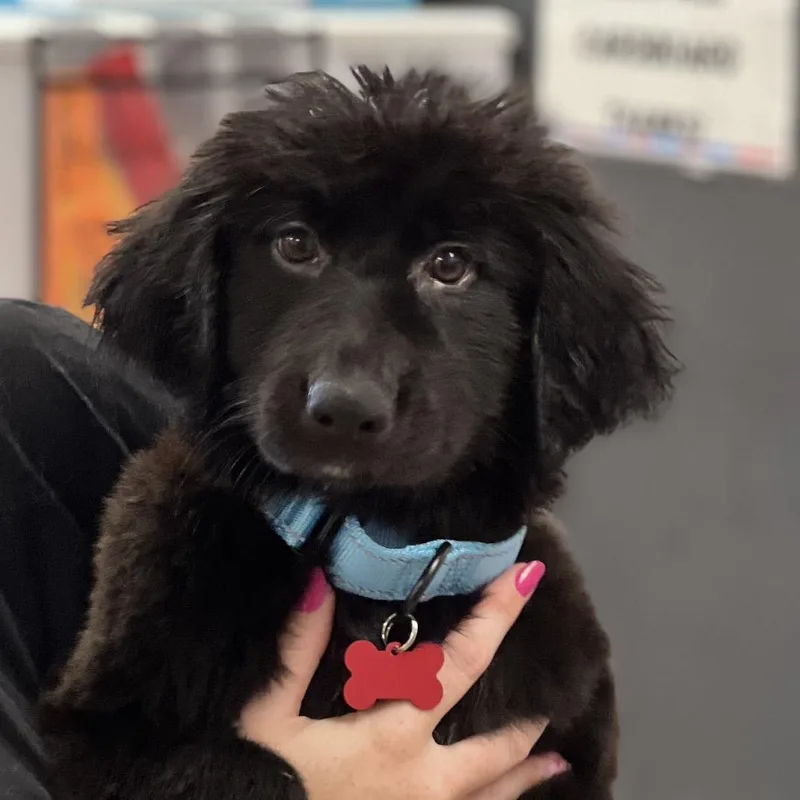 A baby medium-sized male Black Newfoundland Dog dog named Mojo for adoption in East Saint Louis, IL