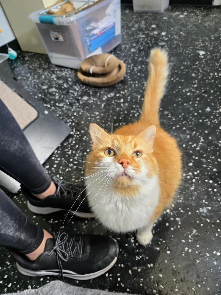 An adult large-sized male Orange & White Domestic Medium Hair cat named Marmalade for adoption in Lewisburg, TN
