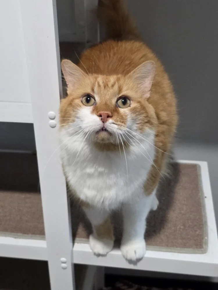 Marmalade thumbnail 2