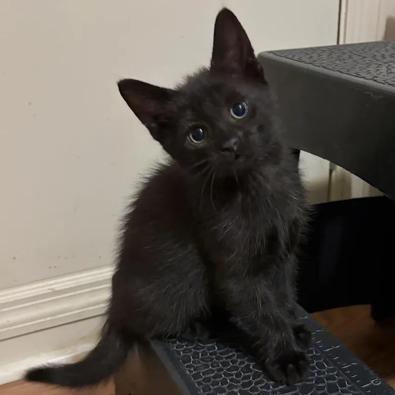 A baby small-sized male Domestic Short Hair cat named Scrambles for adoption in Cumming, GA