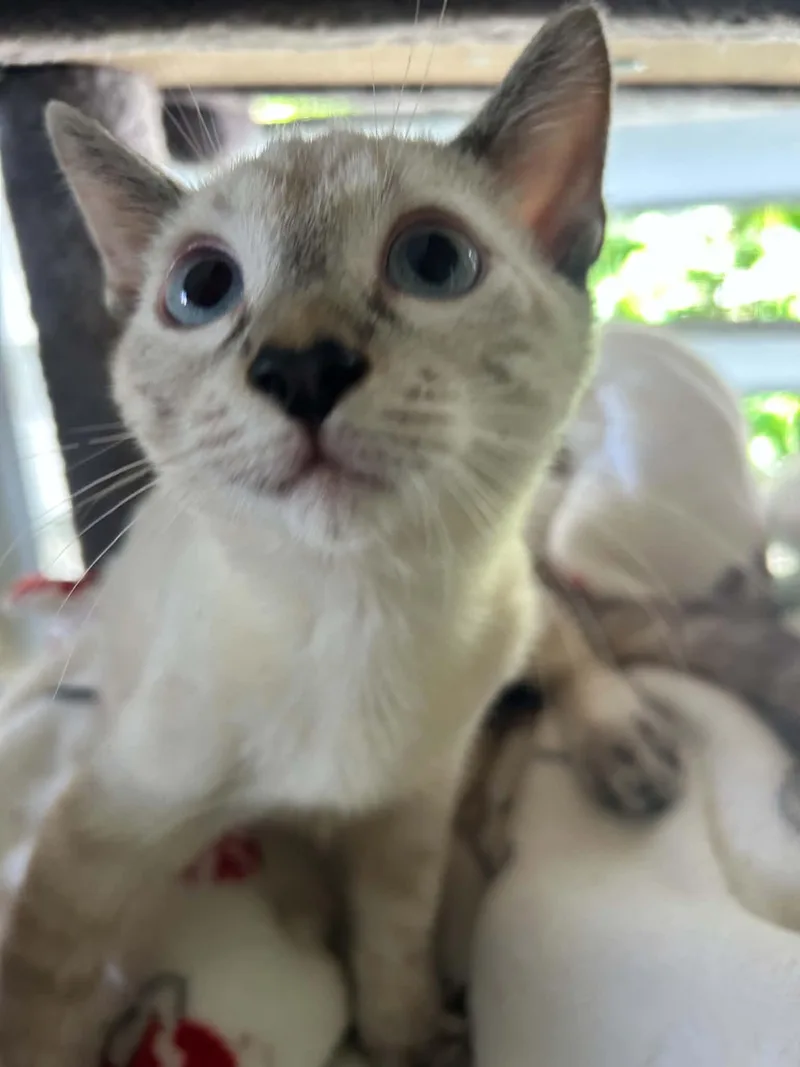 A baby medium-sized male Siamese cat named Kovu for adoption in Warren, NJ