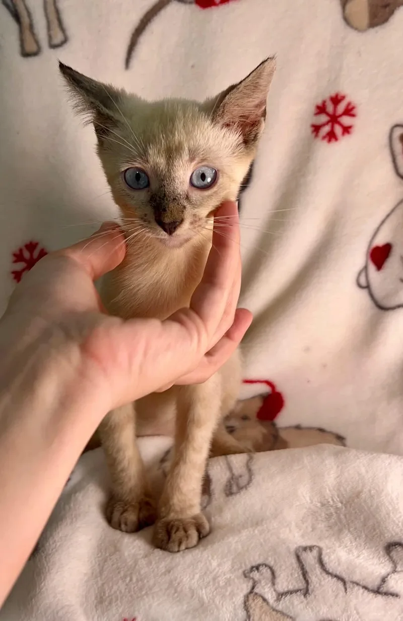 Kovu thumbnail 2