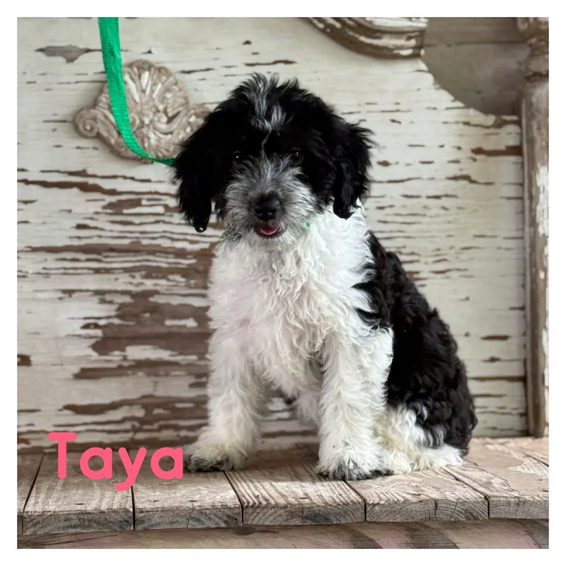 A young medium-sized female Shih Tzu dog named Taya for adoption in University Place, WA