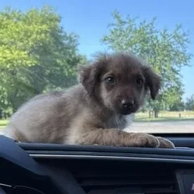 A baby medium-sized male Brown / Chocolate Collie dog named Finn for adoption in Quitman, TX