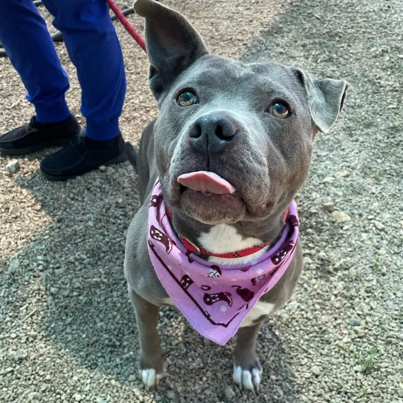 An adult medium-sized female Gray / Blue / Silver American Staffordshire Terrier dog named Baby for adoption in Greenville, SC