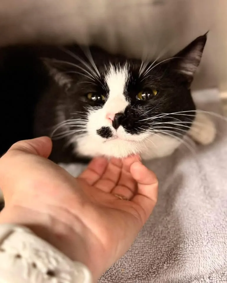 A baby medium-sized male Black & White / Tuxedo Domestic Short Hair cat named Faheem for adoption in Hilton Head Island, SC