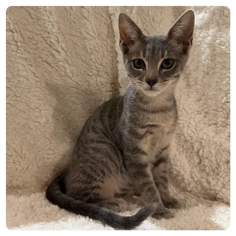 A baby small-sized male Gray / Blue / Silver Domestic Short Hair cat named George for adoption in Webster, TX