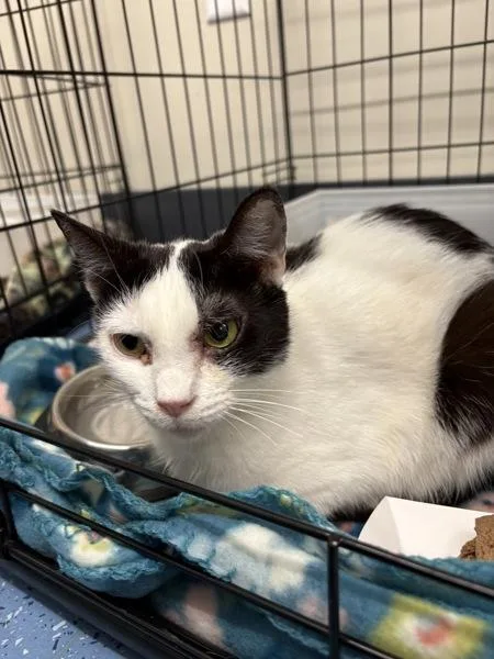 An adult small-sized female Domestic Short Hair cat named Tonana for adoption in Stratham, NH