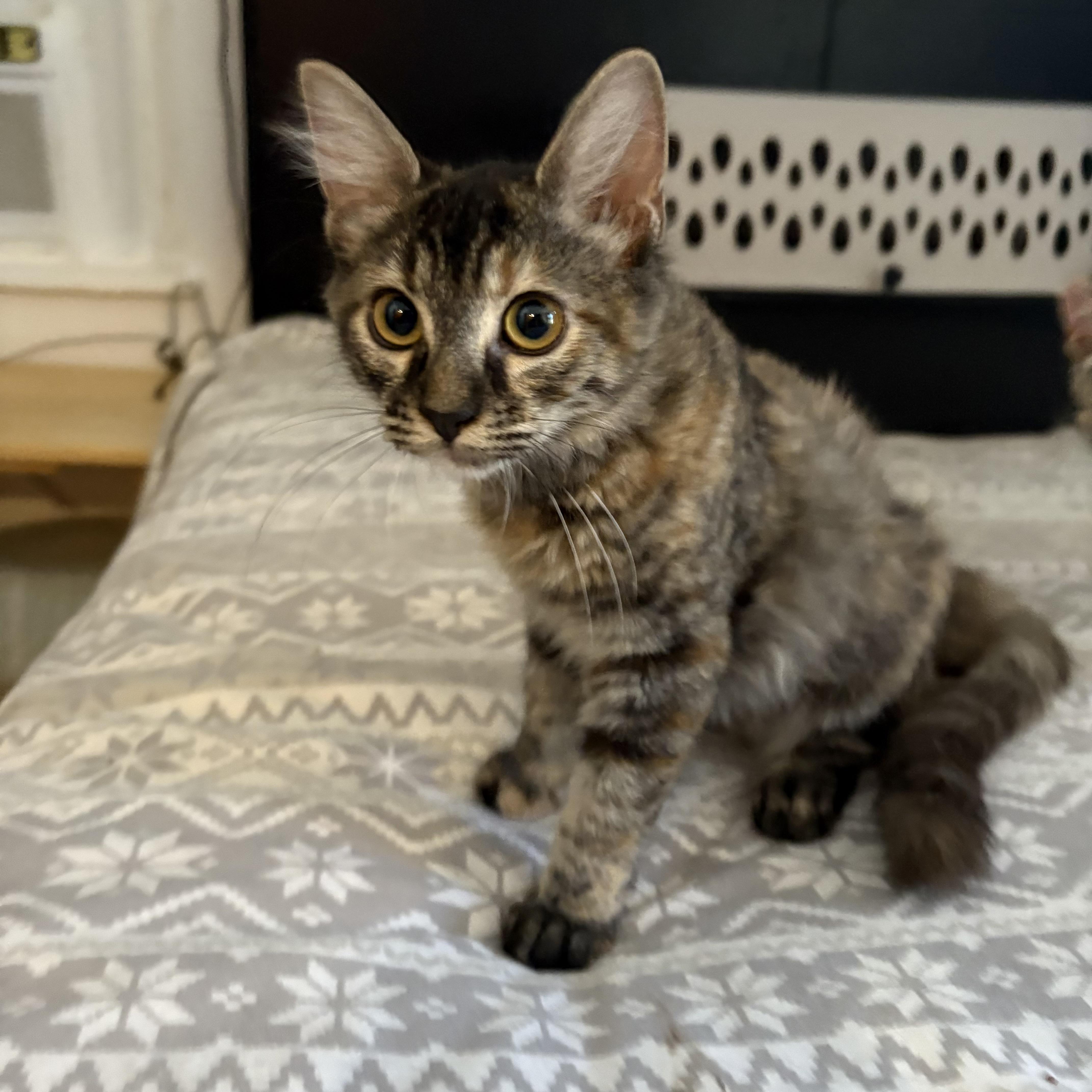 A baby medium-sized female Tortoiseshell Domestic Medium Hair cat named Espurresso for adoption in La Canada, CA