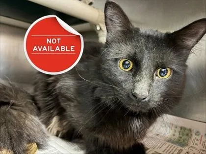An adult medium-sized male Domestic Short Hair cat named Carmen for adoption in Lowell, MA