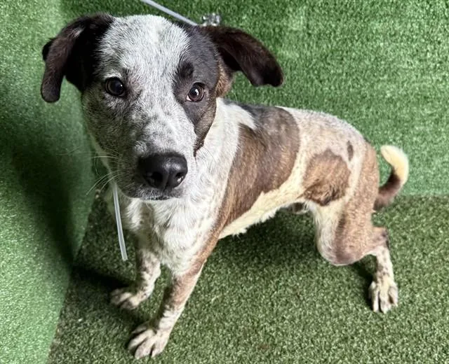 A young large-sized male Australian Cattle Dog / Blue Heeler dog named Bode for adoption in Lancaster, CA