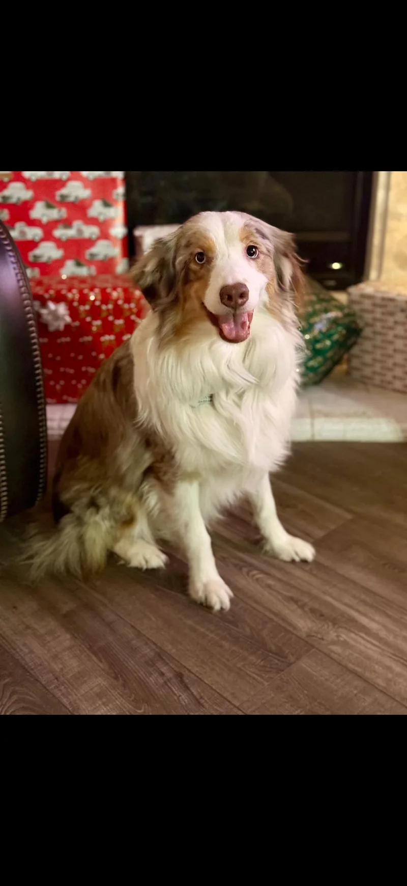 An adult medium-sized male Australian Shepherd dog named River for adoption in Dallas, TX