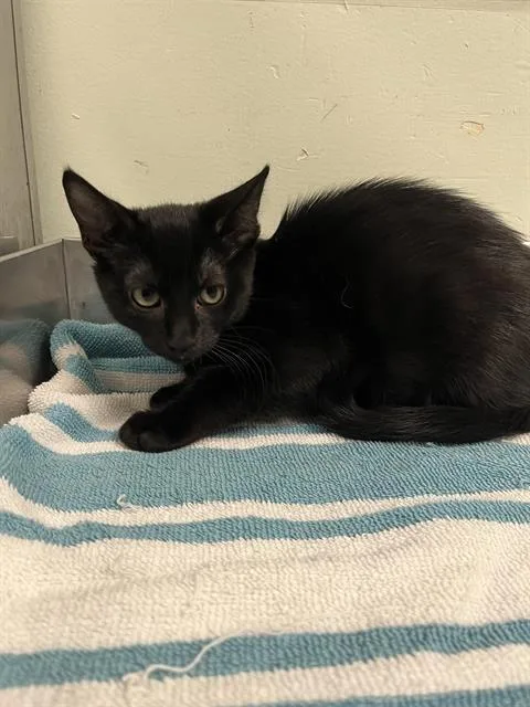 A baby small-sized female Domestic Short Hair cat named Air Fryer for adoption in Santa Cruz, CA