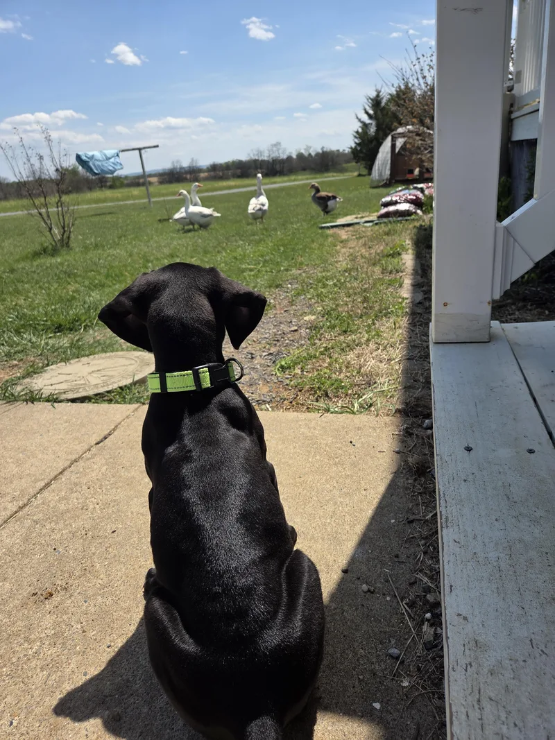 A baby extra large-sized female Great Dane dog named Purdy for adoption in Pine Beach, NJ