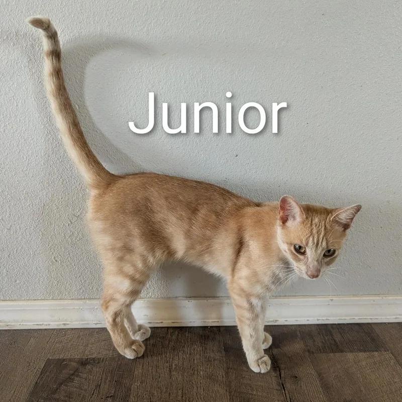 A young medium-sized male Orange / Red Domestic Short Hair cat named Junior for adoption in Tulsa, OK