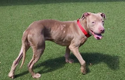 An adult medium-sized male Mixed Breed dog named Firefly for adoption in Athens, GA