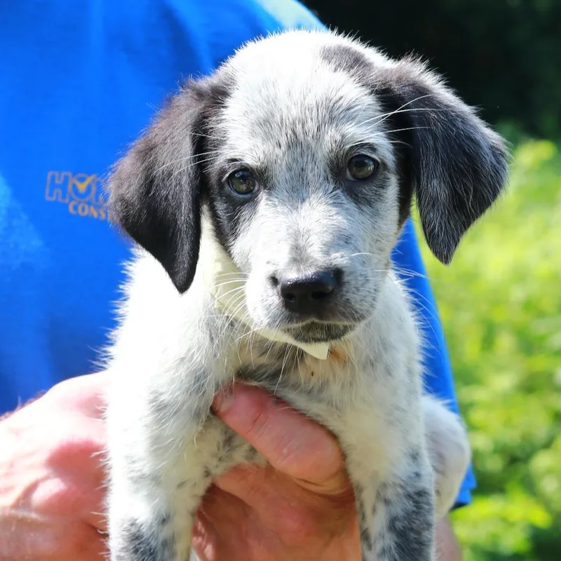 A baby medium-sized male White / Cream Labrador Retriever dog named CT Beetle avail Jul for adoption in Stormville, NY