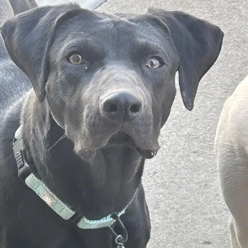 A young medium-sized male Black Mixed Breed dog named Sullivan for adoption in Buffalo, MN