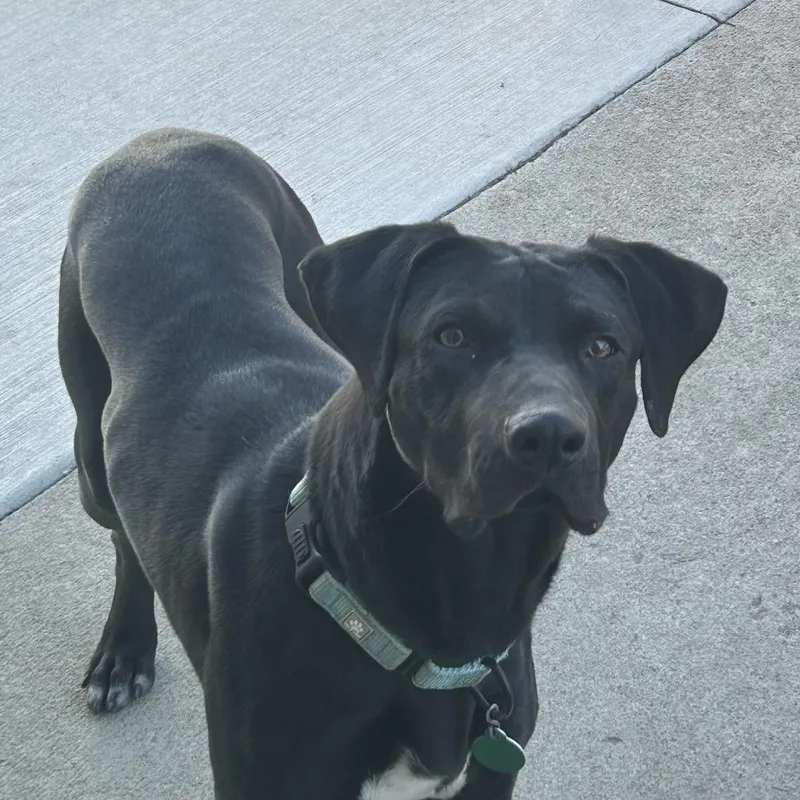 Sullivan thumbnail 2