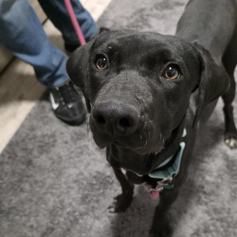 Sullivan thumbnail 3