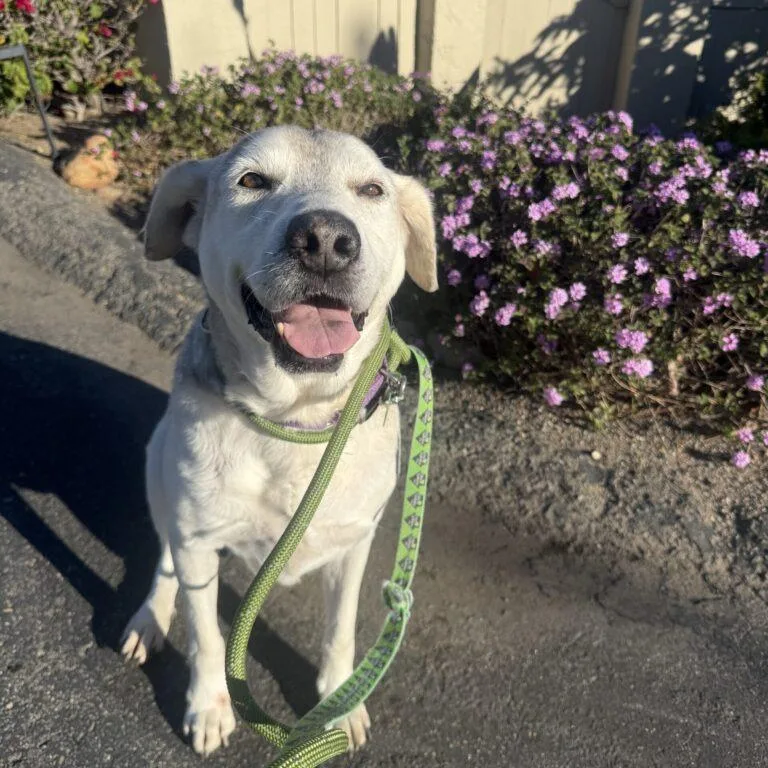 A senior large-sized male White / Cream Mixed Breed dog named Henry for adoption in San Diego, CA